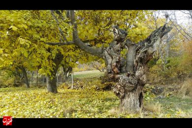 طبیعت زیبا و حال و هوای پائیزی روستای کسلان