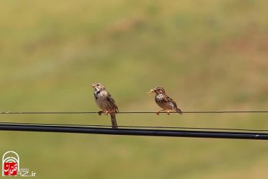 تصاویری از طبیعت شهرستان میانه (سری سوم)