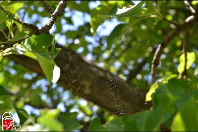 تصاویری از طبیعت شهرستان میانه (سری سوم)