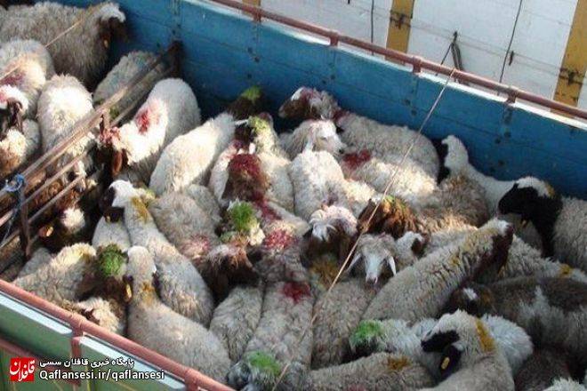 دستگیری ۴ متهم به سرقت احشام در میانه