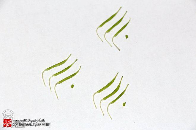 بسم الله گولی یا گل اقاقیا / گزارش تصویری