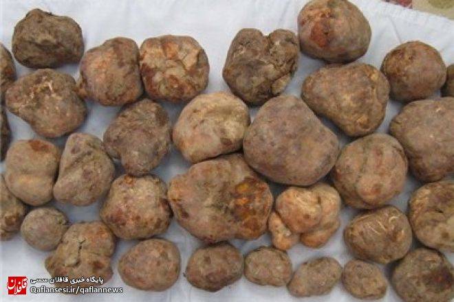 میانه رویشگاه قارچ زیرزمینی دنبالان