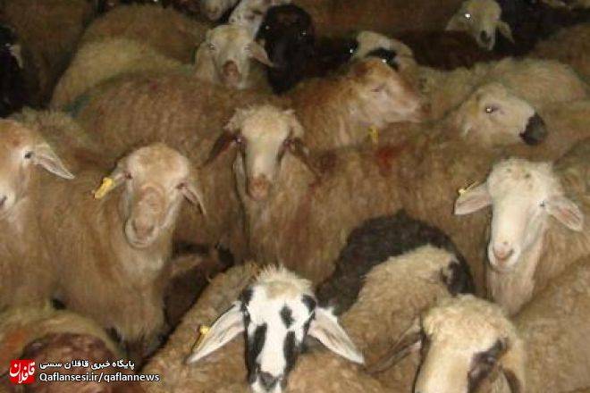 کشف احشام قاچاق در میانه