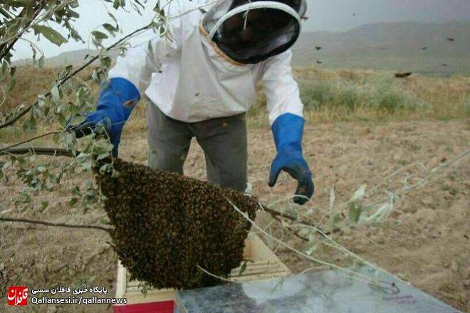 توزیع 200 تن شکر یارانه ای بین زنبورداران میانه