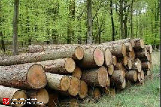 کشف ۴۰ تن چوب قاچاق در شهرستان میانه