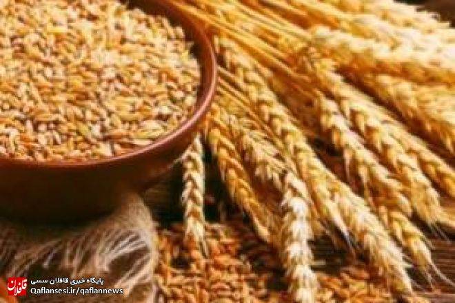 لیست مراکز خرید تضمینی گندم در شهرستان میانه