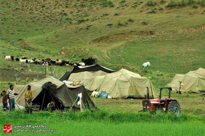 عشایر میانه سالانه ۲ هزار و ۷۰۰ تن شیر و گوشت تولید می‌کنند