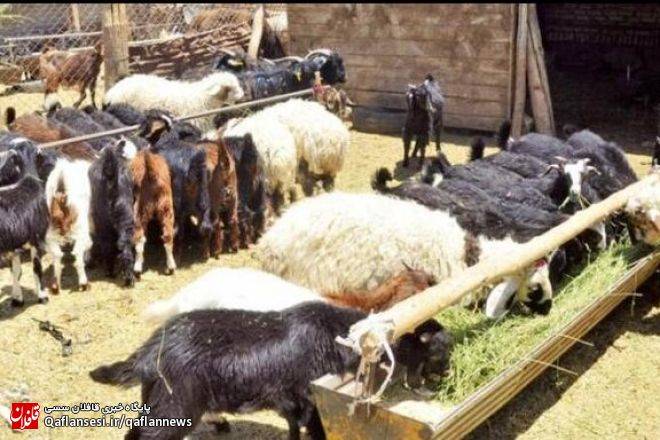 کشف ۵۹ راس دام قاچاق در میانه