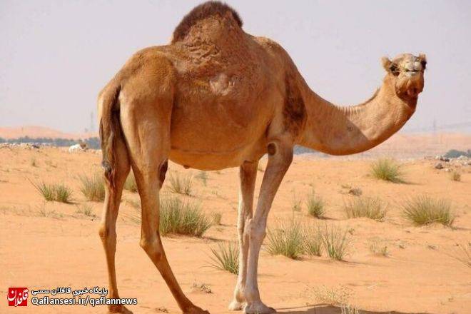 پرورش ۱۷۰۰ شتر تک کوهانه در استان