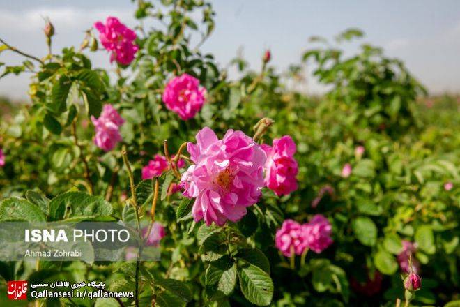توزیع 14600 اصله نهال گل محمدی و پسته در میانه