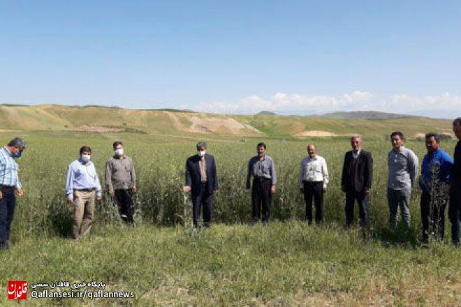 برگزاری مراسم روز مزرعه کلزا در شهرستان میانه