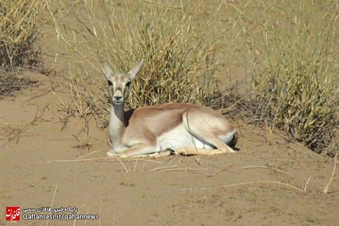 زیستگاهی برای آهوها در "منطقه حفاظت شده کاغذکنان میانه"