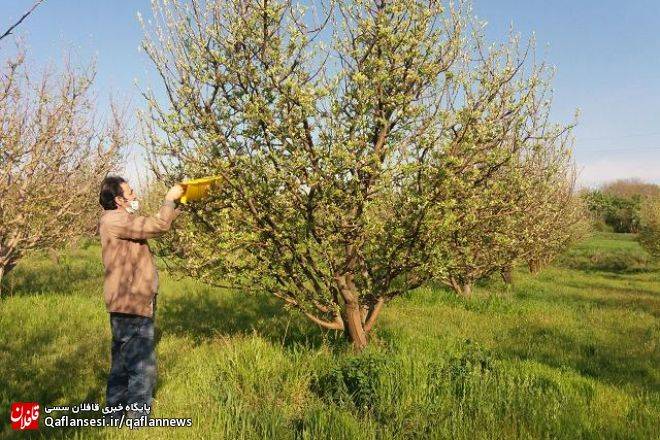 مبارزه با آفت کرم سیب طی 3 مرحله در 7 هزار هکتار از باغ‌های درختان سیب شهرستان