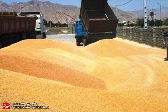 توقیف محموله بیش از ۱۲ تنی گندم قاچاق در میانه