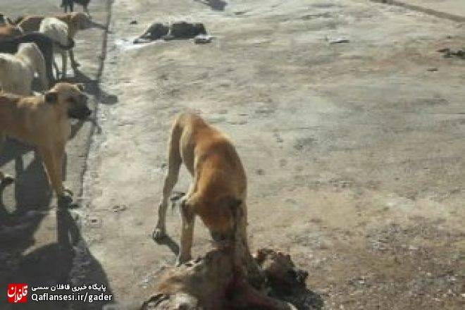 فاجعه در کمپ نگهداری از سگهای ولگرد میانه!