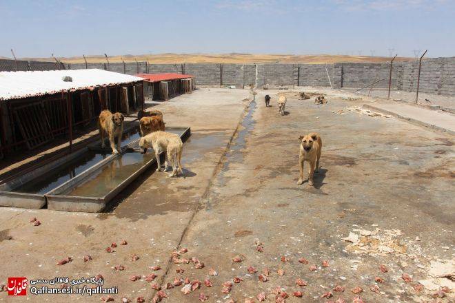بهبود نسبی شرایط در مرکز نگهداری و مراقبت سگ‌های بلاصاحب شهرداری میانه