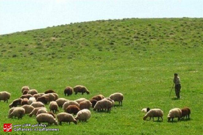 اطلاعیه / تهیه طرح مرتعداری