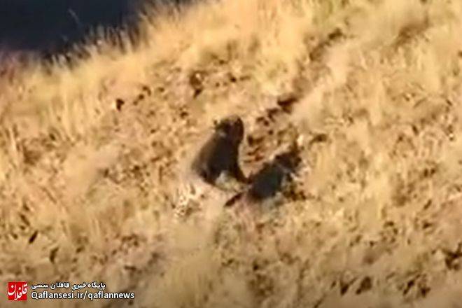 مشاهده پلنگ در منطقه حفاظت شده کاغذکنان شهرستان میانه