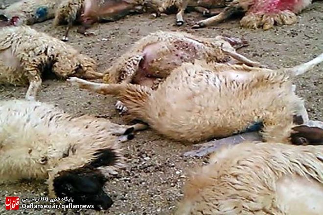 حمله گرگ به گوسفندان در ترکمانچای + فیلم