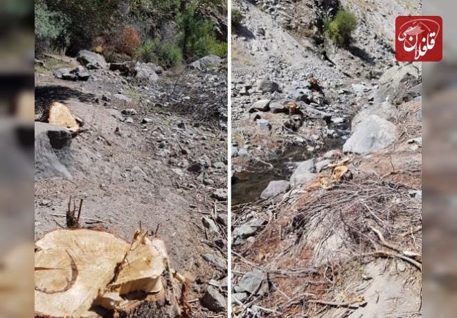 متخلفان قطع درختان در میانه دستگیر شدند