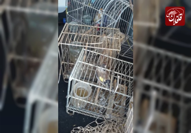 دستگیری شکارچی متخلف در میانه