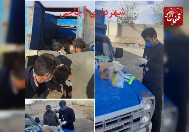 زنده گیری سگهای ولگرد در شهر آچاچی