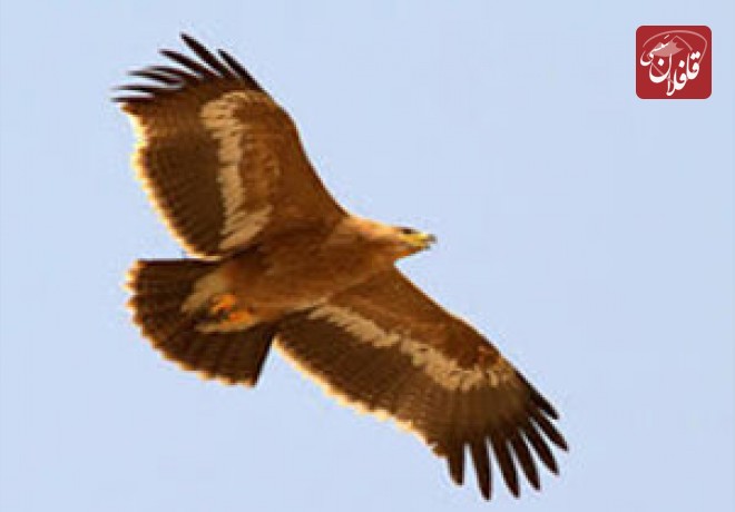رها سازی یک پهله عقاب طلایی در میانه
