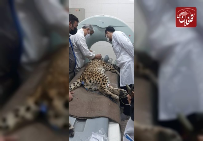 ابتلای پلنگ روستای ماوی به بیماری فوق حاد عفونی