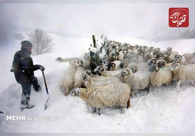 تلف شدن ۱۳۰۰ رأس از احشام عشایر در پی بارش برف و برودت هوا