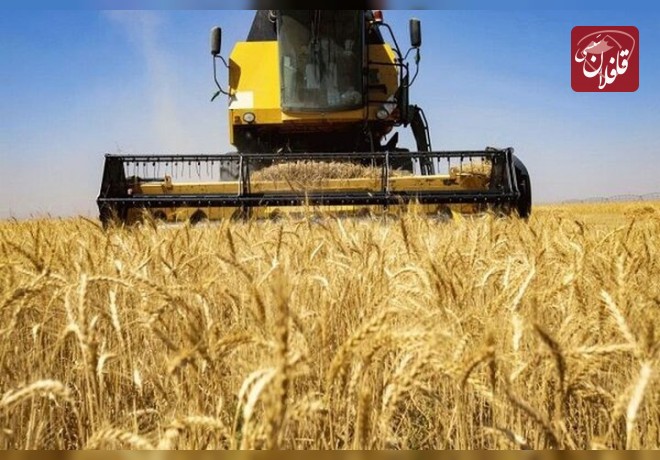 قیمت تضمینی گندم نان در آذربایجان شرقی ۱۵ هزار تومان است