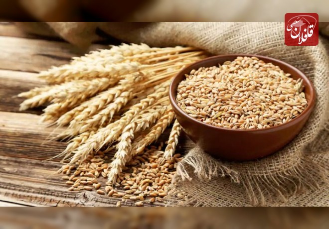 خرید گندم در آذربایجان شرقی از ۴۲۰ هزار تن گذشت