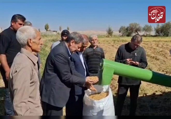 مشایخی: ۱۵ هزار تن برنج از شالیزارهای میانه برداشت شده است
