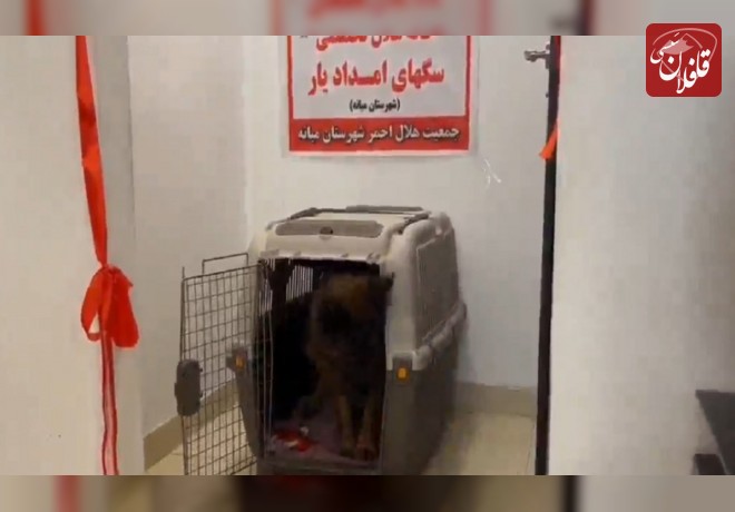 راه‌اندازی اولین خانه هلال تخصصی سگ‌های امداد‌یار استان در شهرستان میانه