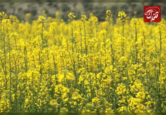 کشت ۸۶ هکتار دانه روغنی کلزا در میانه