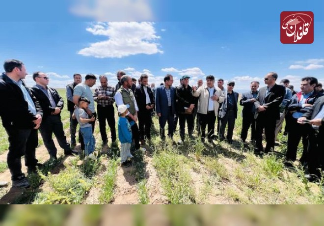 تحت پوشش قرار گرفتن 110 هکتار از مزارع کاغذکنان میانه در طرح پایداری تولید